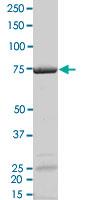 2 &mu;g/lane SDS-PAGE Stained with Coomassie Blue
